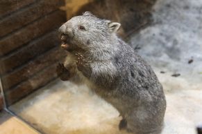Foto: Vombatovi v pražské zoo skončila karanténa, o víkendu ho představí Marek Eben