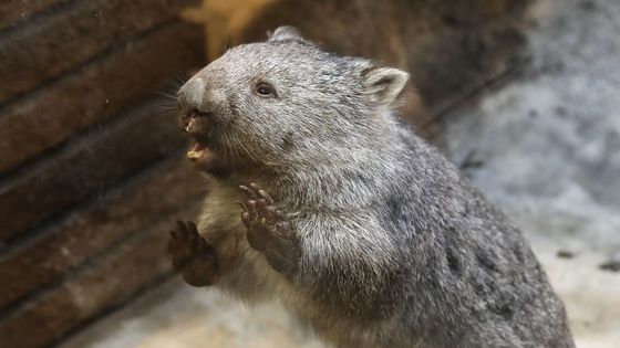 Foto: Vombatovi v pražské zoo skončila karanténa, o víkendu ho představí Marek Eben