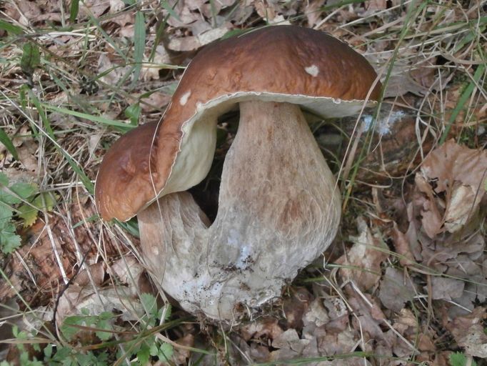 Foto jsem pořídila při sbírání hub na Klatovsku. Velkou radost jsem měla z hříbků "dvojčátek", které měly srostlé klobouky. (Petra Novotná)