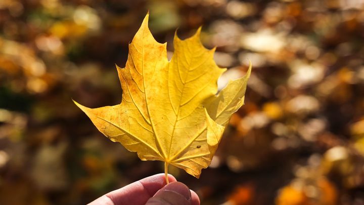 Příští týden přinese oteplení. Druhá půlka října už bude typická, hlásí meteorologové