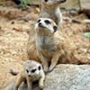 Zoo Zlín - surikata