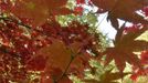 Visitors view changing autumn leaves in the Japanese Maple collection, at the Westonbirt Arboretum in south west England October 18, 2012. REUTERS/Toby Melville (BRITAIN - Tags: ENVIRONMENT SOCIETY) Published: Říj. 18, 2012, 6:31 odp.