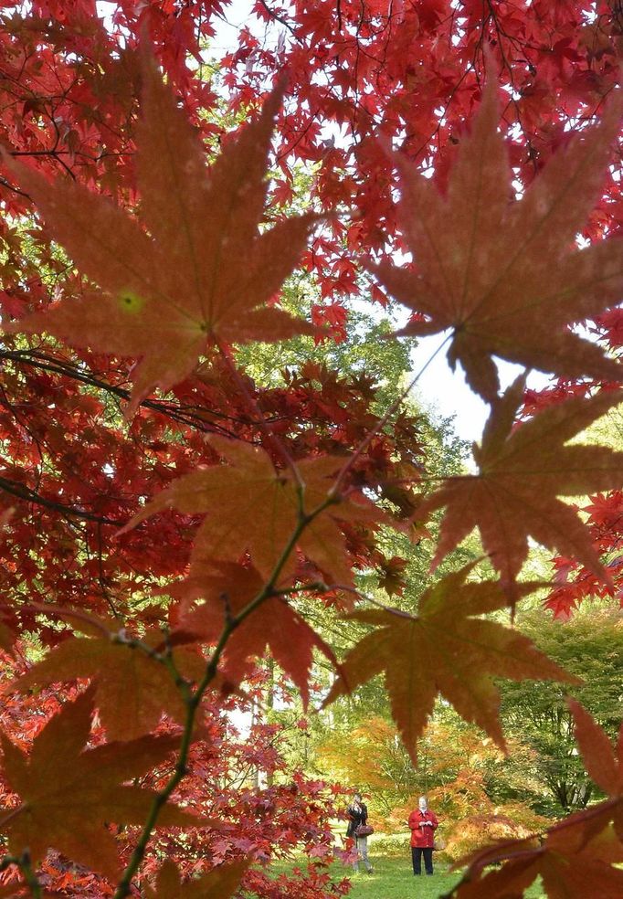 Visitors view changing autumn leaves in the Japanese Maple collection, at the Westonbirt Arboretum in south west England October 18, 2012. REUTERS/Toby Melville (BRITAIN - Tags: ENVIRONMENT SOCIETY) Published: Říj. 18, 2012, 6:31 odp.