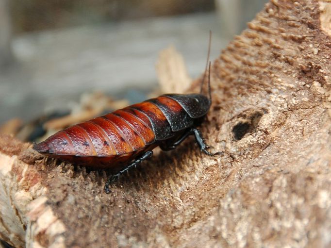 Syčivý šváb (Gromphadorhina portentosa) . Na něj japonští vědci připevňují piezoelektrická vlákna.