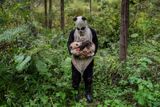 Může takovýto převlek oklamat pandy? V centru Wolong’s Hetaoping věří, že ano. Snaží se tam připravit pandy, které se narodily v zajetí, pro život v divoké přírodě. Fotografka Ami Vitale z USA s touto sérií získala druhé místo.