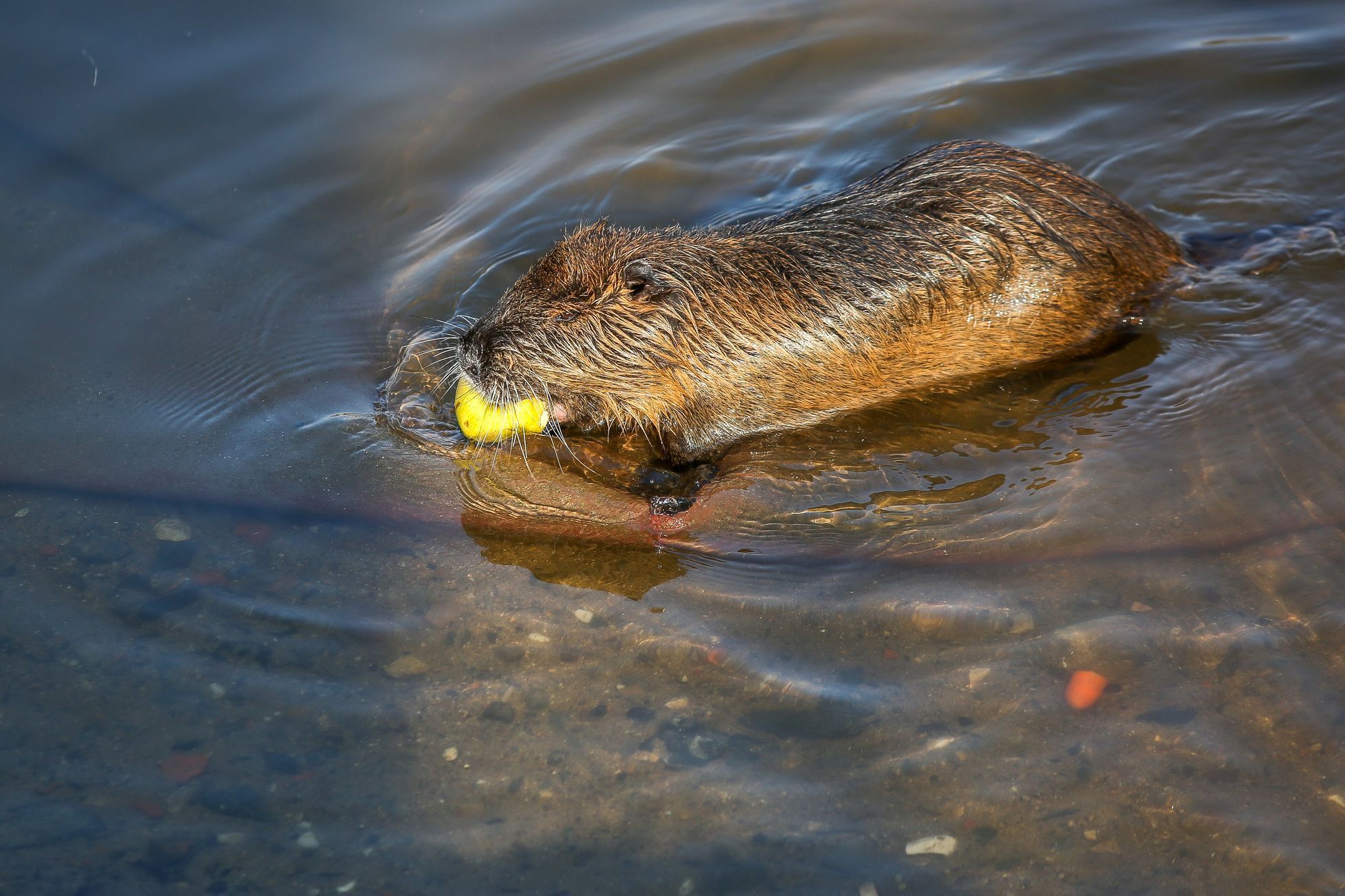 Nutrie v Praze, krmení, Střelecký ostrov