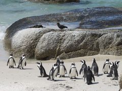 kolonie tučňáků na pláži Boulder Beach