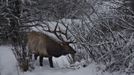 Jelen v národním parku Banff v Kanadě (23. listopad).