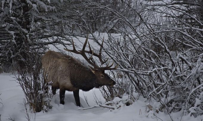 Jelen v národním parku Banff v Kanadě (23. listopad).