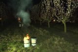 Noční mrazy, které v těchto dnes zasáhly Česko, ohrožují letošní úrodu ovoce. Ovocnáři v sadech se tomu snaží předejít parafínovým svícemi (na snímku) či teplovzdušnými agregáty. Fotografie z meruňkového sadu na Znojemsku.