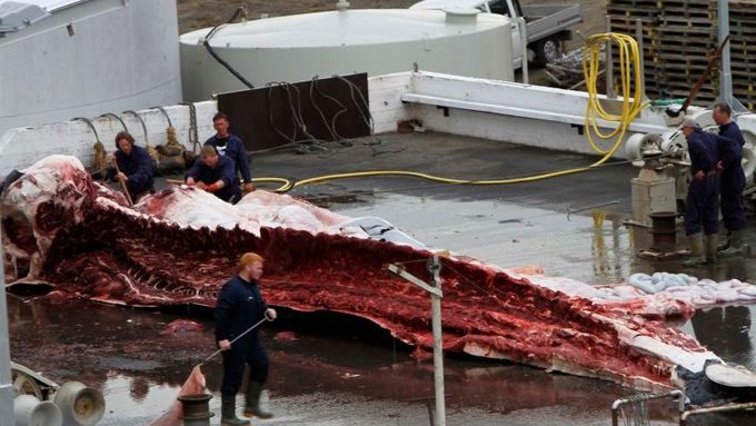Porcování velryb aneb jak dostat kytovce na talíř