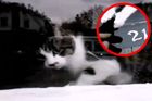 Tady hlídám já! Kočka obranářka odhání pošťáka od schránky