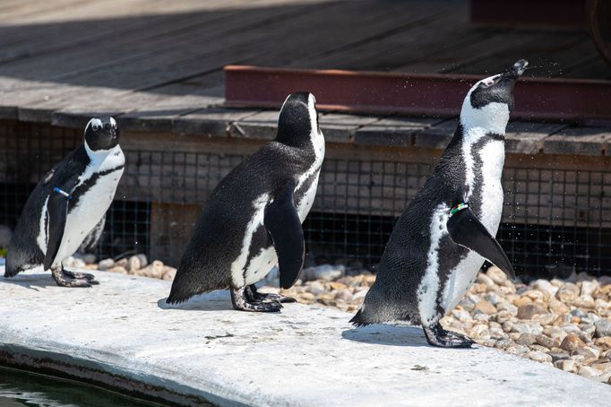 Zoo Dvůr Králové otevřela expozici o jihozápadní Africe zvanou West Cape.