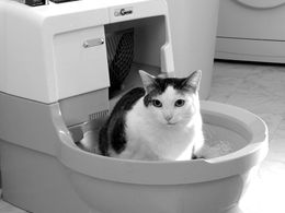 Kočka na toaletě