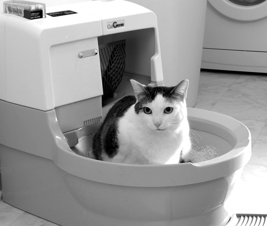 Kočka, záchod