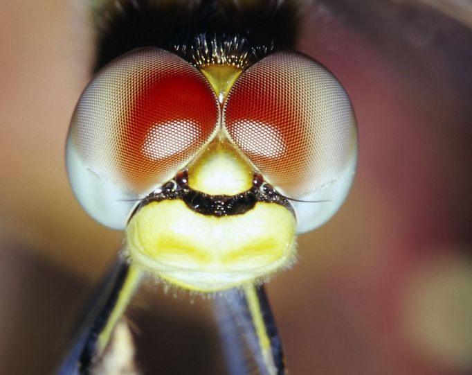 Dragonfly Eyes portrait