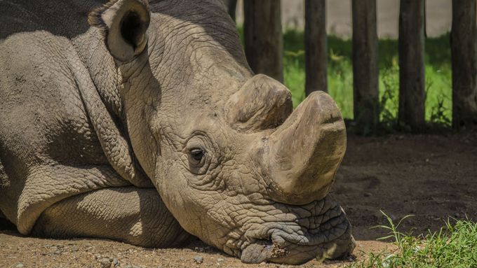 Nosorožec Súdán, poslední samec nosorožce bílého, uhynul v roce 2018.