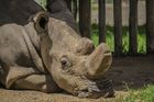 Šance pro vymírající nosorožce. Tým vědců vytvořil dvě embrya