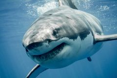 Žraloky k pláži naláká jen hlad nebo návnada, říká potápěč. Někdy nemají dost a dostanou se do rauše