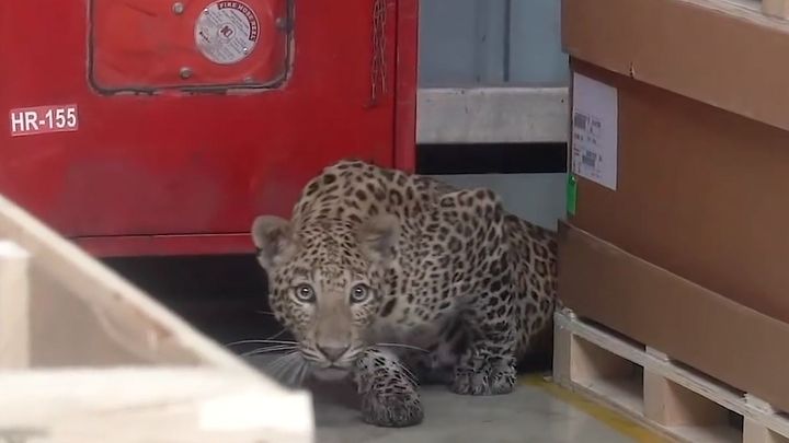 Žádné chybějící čipy nebo svazky. Výrobu u Mercedesu zastavil potulující se leopard; Zdroj foto: YouTube/ Wildlife SOS