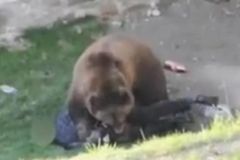 Video: Medvěd, který zaútočil na člověka, bude žít