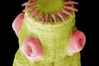 Kvíz: Lichožrout, virus, mimozemšťan. Poznáte, co zobrazují tajemné vědecké fotky?