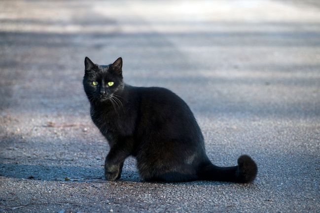 Černá kočka přes cestu