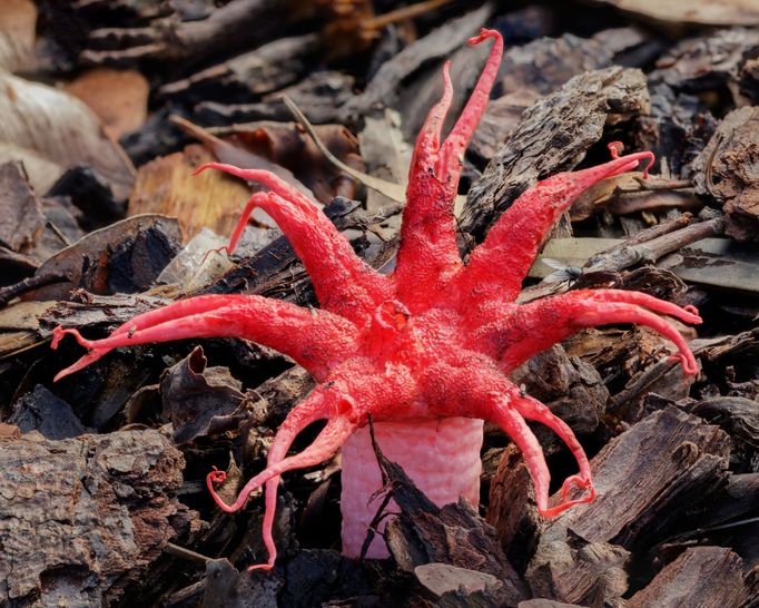 Páchnice červená (Aseroë rubra)