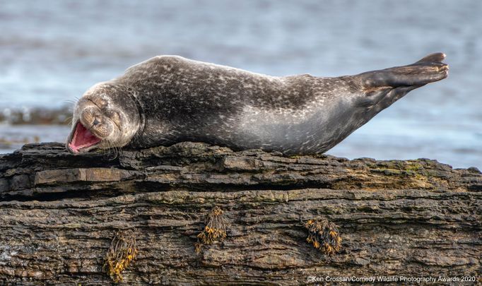 Zábavné fotky zvířat: finalisté soutěže Comedy Wildlife Awards 2020