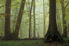 Šumava mění skladbu lesů. Budou odolnější proti kůrovci