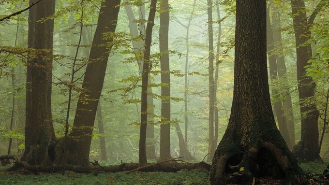 ROZŠÍŘENÍ UŽ "ZAVEDENÉ" POLOŽKY : Dosavadní přírodní památka Bukové lesy v Karpatech byla rozšířena i na pozůstalé bukové lesy v různých regionech Německa