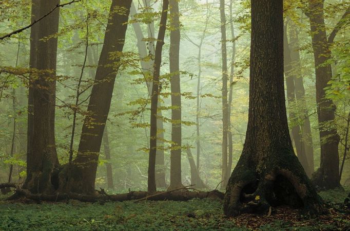 ROZŠÍŘENÍ UŽ "ZAVEDENÉ" POLOŽKY : Dosavadní přírodní památka Bukové lesy v Karpatech byla rozšířena i na pozůstalé bukové lesy v různých regionech Německa