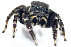 Vědci pojmenovali nový druh pavouka po Lagerfeldovi, připomínal jim ho svým vzhledem