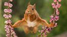 Finalisté fotosoutěže Comedy Wildlife Photography Awards 2018