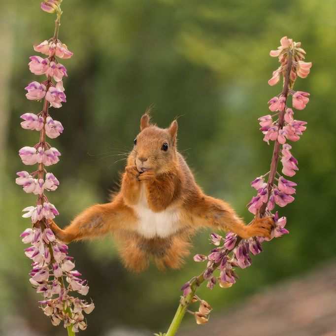 Finalisté fotosoutěže Comedy Wildlife Photography Awards 2018