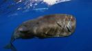 Fish or Marine Animal Portrait 1st Place Douglas A. Kahle, Florida Juvenile sperm whale, Physeter macrocephalus — Dominica