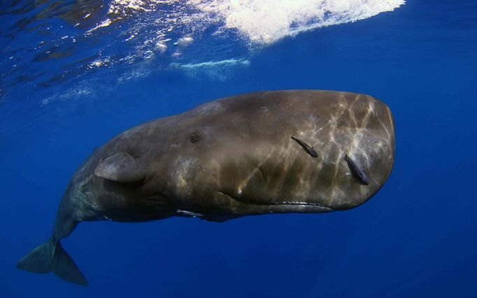 Fish or Marine Animal Portrait 1st Place Douglas A. Kahle, Florida Juvenile sperm whale, Physeter macrocephalus — Dominica