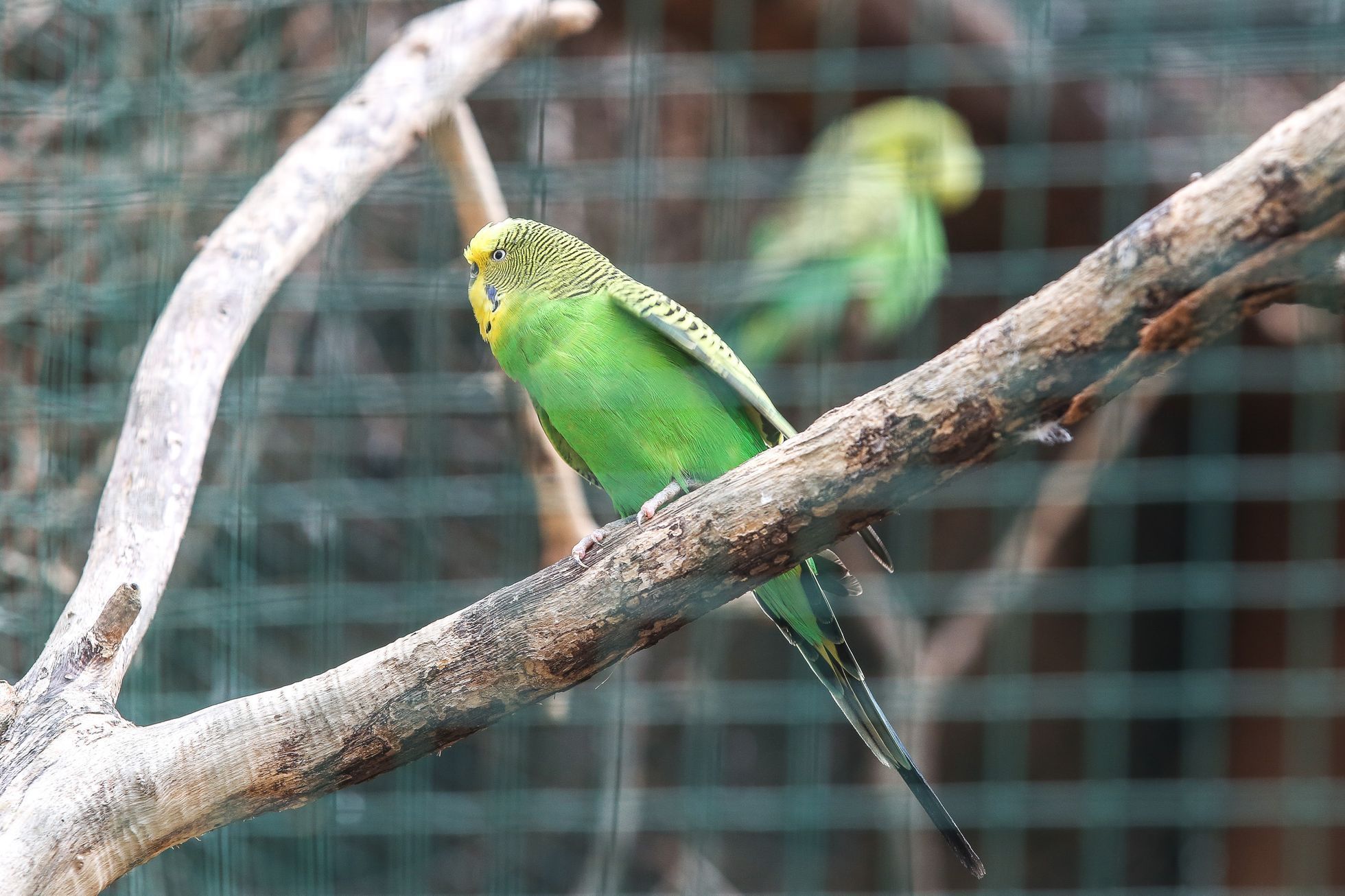 Zoopark Zájezd u Kladna, soukromá zoo, zvířata, chameleon, lemur