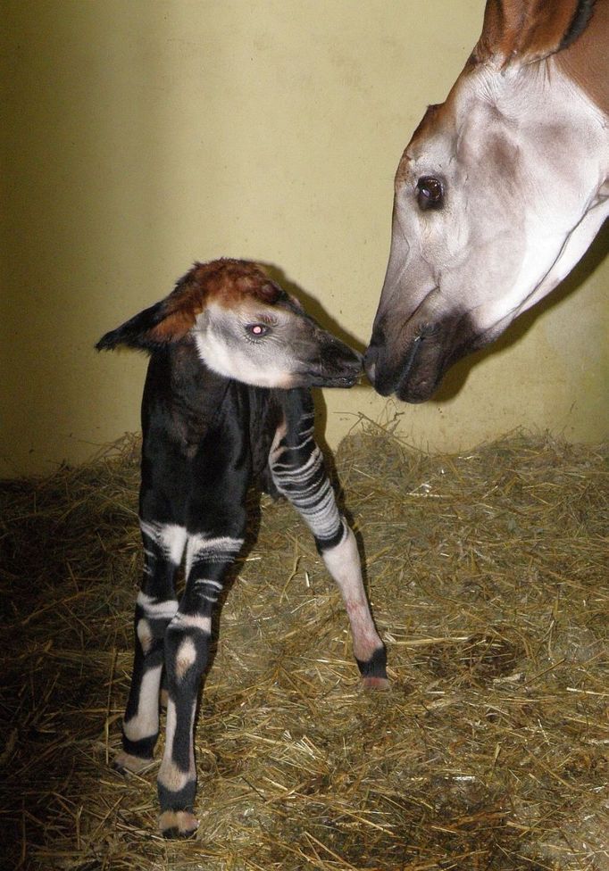 Mládě vzácné žirafy okapi se narodilo v noci na čtvrtek