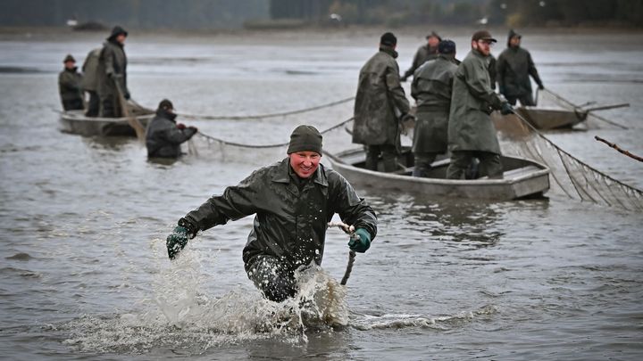 Symbol podzimu. Podívejte se, jak vypadá výlov českých kaprů; Zdroj foto: ČTK