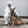Psi, co poznají koronavirus - celní správa, pes, celník, bombočuch