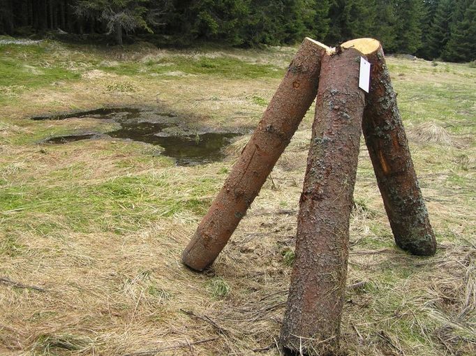 Otrávená trojnožka na mokřině v bezzásahovém území