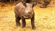 Pavilon nosorožců zůstane do odvolání uzavřen, pokud bude vše v pořádku, zoo zvažuje jeho zpřístupnění na Vánoce.