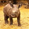 Zoo, Plzeň, nosorožec indický, mládě, narození