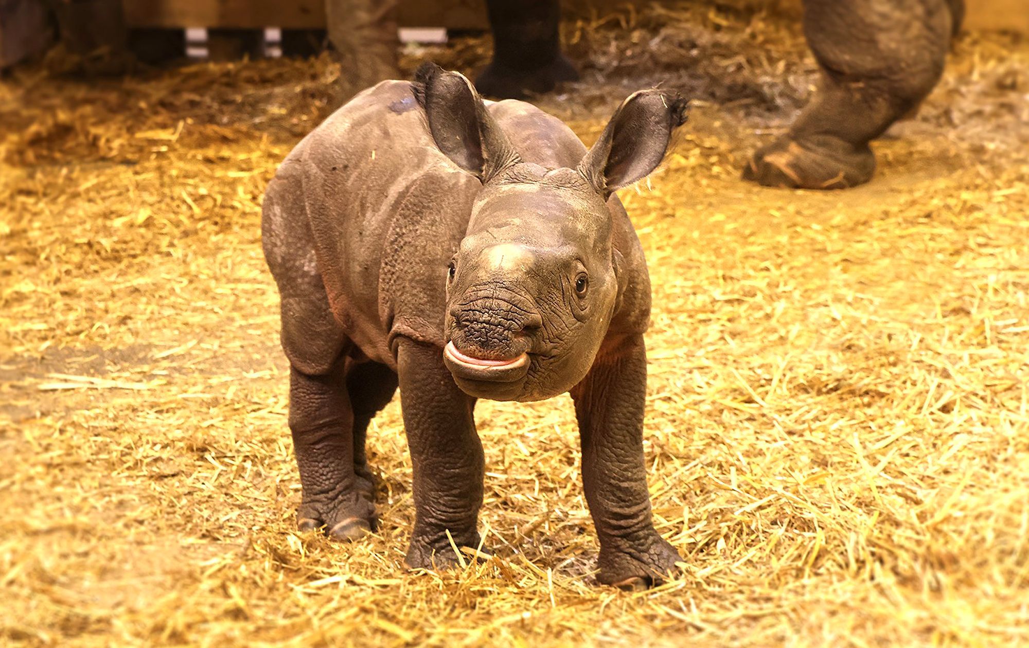 Zoo, Plzeň, nosorožec indický, mládě, narození