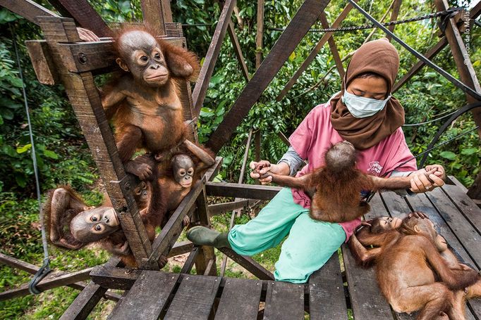 Wildlife Photographer of the Year, nominace na cenu veřejnosti