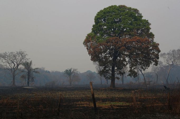 V Brazílii hoří největší mokřad světa Pantanal.