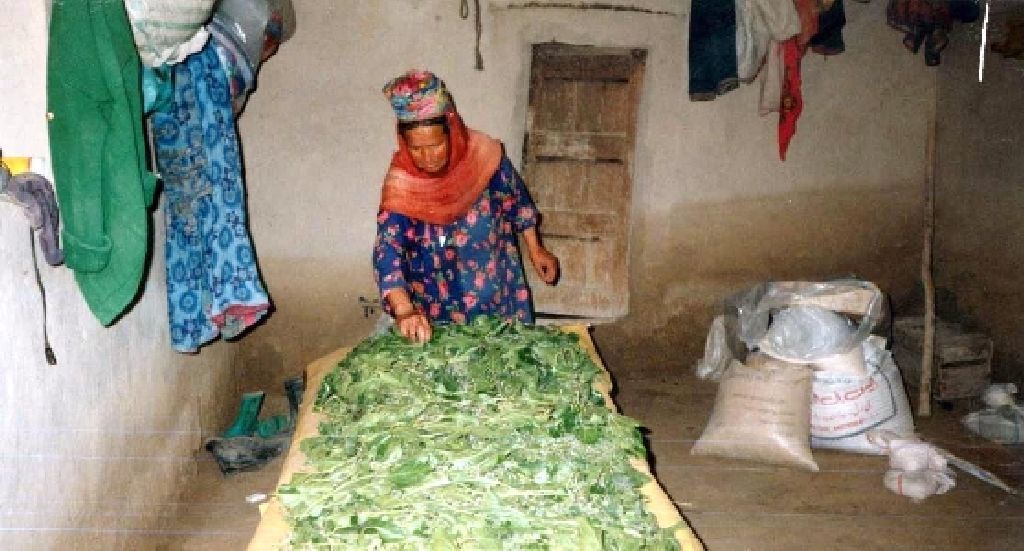 Český PRT v Afghánistánu - projekt hedvábnické farmy