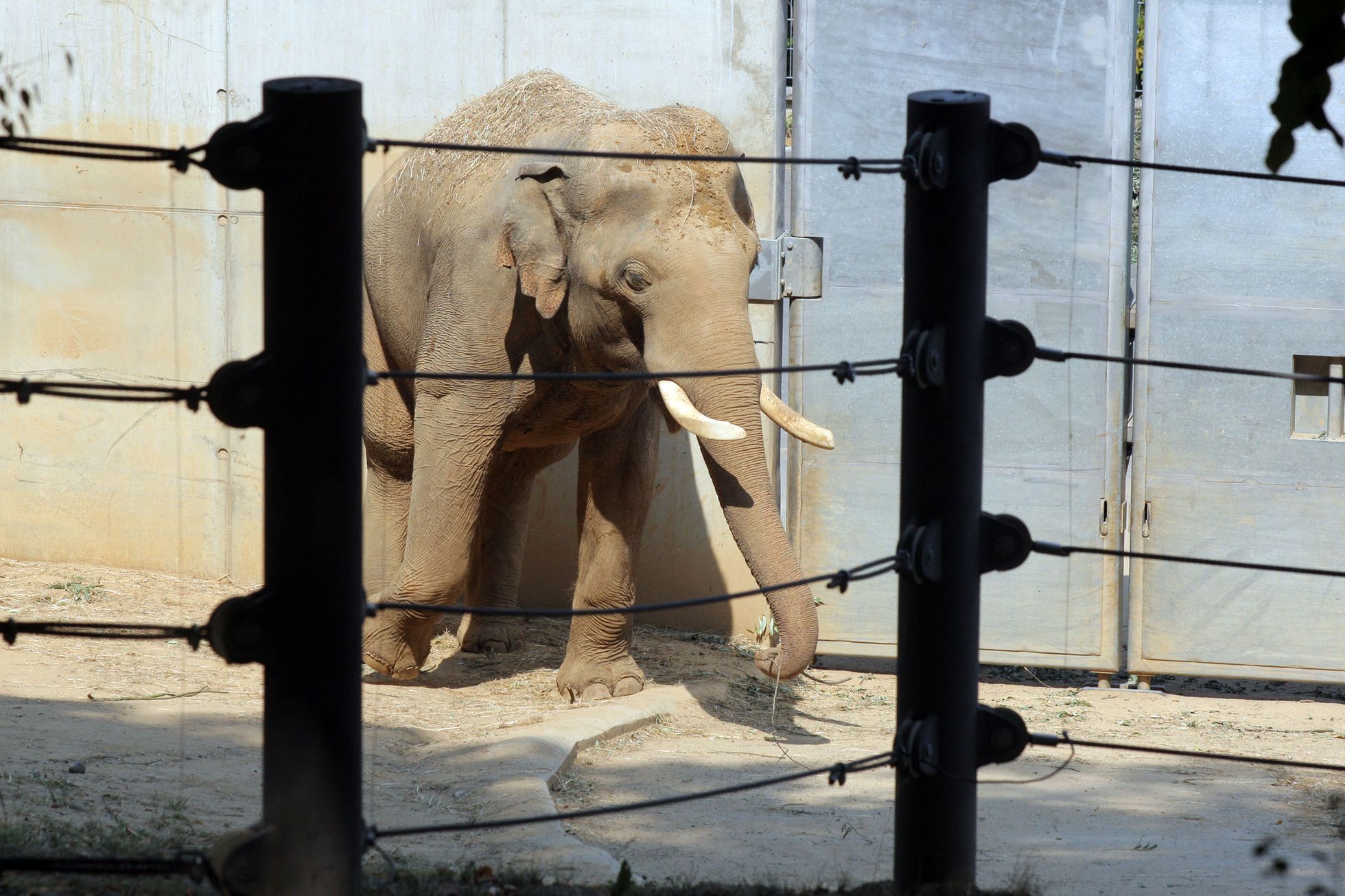 Sloni v pražské ZOO