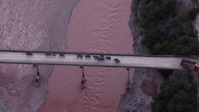 Snímek pořízený z dronu zachycuje stádo divokých slonů překračující 8. srpna řeku Jüan-ťiang.